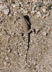 Callisaurus draconoides rhodostictus