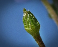 Brunnera macrophylla
