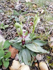 Ophrys exaltata arachnitiformis