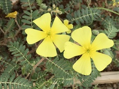 Tribulus pterophorus