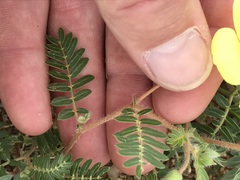 Tribulus pterophorus