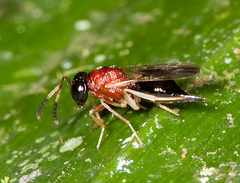 Diparidae