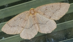 Lambdina pellucidaria