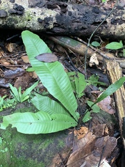 Tectaria singaporiana