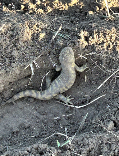 Western Tiger Salamander observed by rachael_benjamin