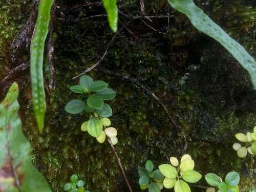 Peperomia leptostachya observed 2026-05-12
