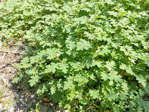 Redberry Nightshade (Solanum campechiense)