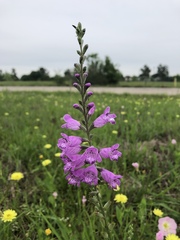 Physostegia pulchella