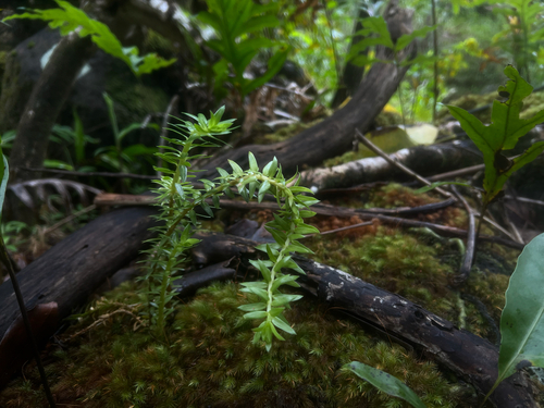 Phlegmariurus phyllanthus observed 2026-05-12