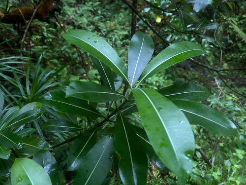 Ochrosia kauaiensis observed 2026-05-12