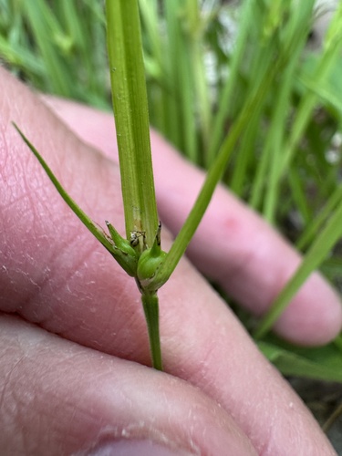 Carex jamesii, photograph 6