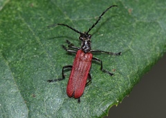 Lycocerus