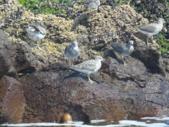 Calidris virgata