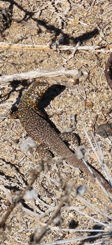 Liolaemus silvai