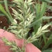 Kalahari Sour Grass - Photo (c) David Hoare, some rights reserved (CC BY-NC), uploaded by David Hoare
