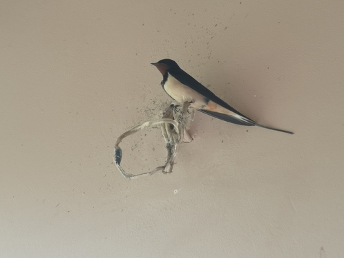 lastovička obyčajná (Hirundo rustica)