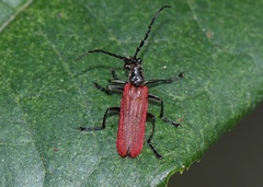 Lycocerus