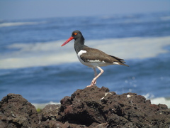 Haematopus palliatus