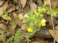 Ajuga chamaepitys chia