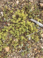 Loeflingia squarrosa