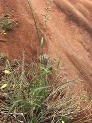 Enneapogon cenchroides