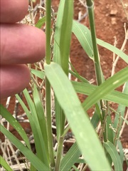 Enneapogon cenchroides