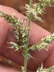 Enneapogon cenchroides