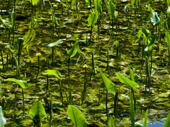 Nuphar japonica, photograph (c) りなべる, some rights reserved (CC BY)