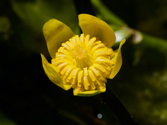 Nuphar japonica, photograph (c) りなべる, some rights reserved (CC BY)