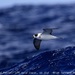 White-necked Petrel - Photo (c) Tom Tarrant, some rights reserved (CC BY-NC-SA)