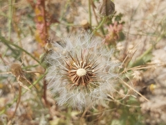 Urospermum picroides