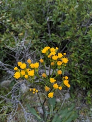 Senecio scorzonella