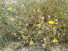 Launaea mucronata