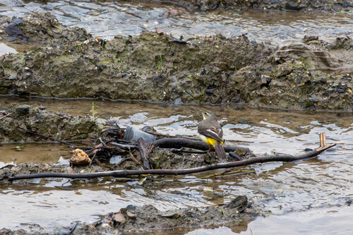 Grey Wagtail