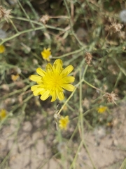 Launaea mucronata