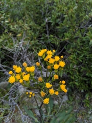 Senecio scorzonella