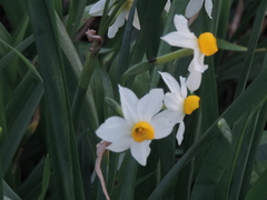 Narcissus tazetta tazetta