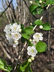 Crataegus