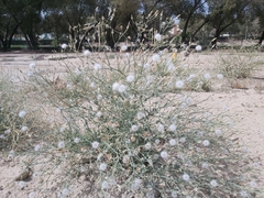Launaea mucronata