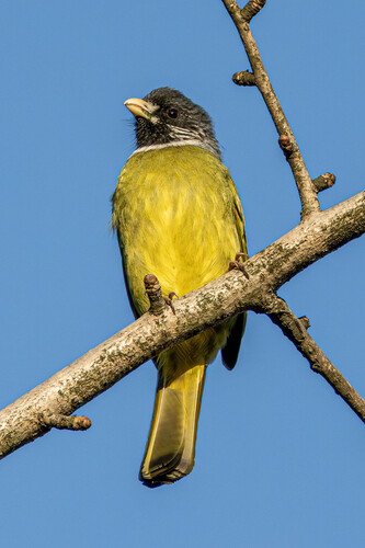 Collared Finchbill
