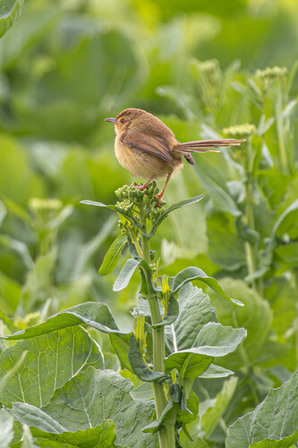 Plain Prinia