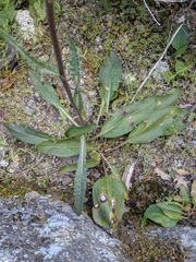 Senecio scorzonella