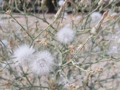 Launaea mucronata