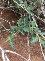 Solanum capense