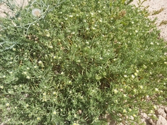 Mesembryanthemum nodiflorum
