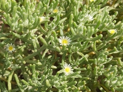 Mesembryanthemum nodiflorum