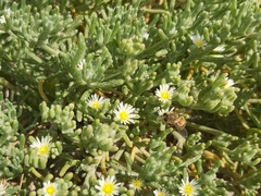 Mesembryanthemum nodiflorum