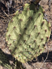 Erick Vélez Sánchez, CC BY, iNaturalist via GBIF Opuntia caboensis, photograph Erick Vélez Sánchez, CC BY, iNaturalist via GBIF