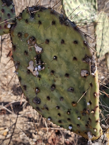 Opuntia caboensis, photograph 4