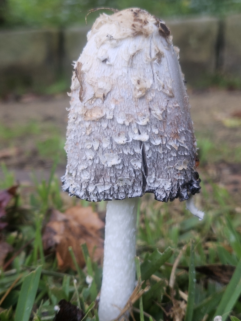 Coprinus comatus · May 2026 · photo: © anser_inepta (iNaturalist, cc-by)